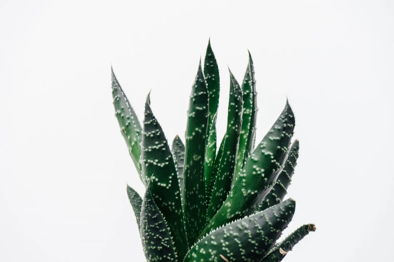 Daun lidah buaya di latar polos