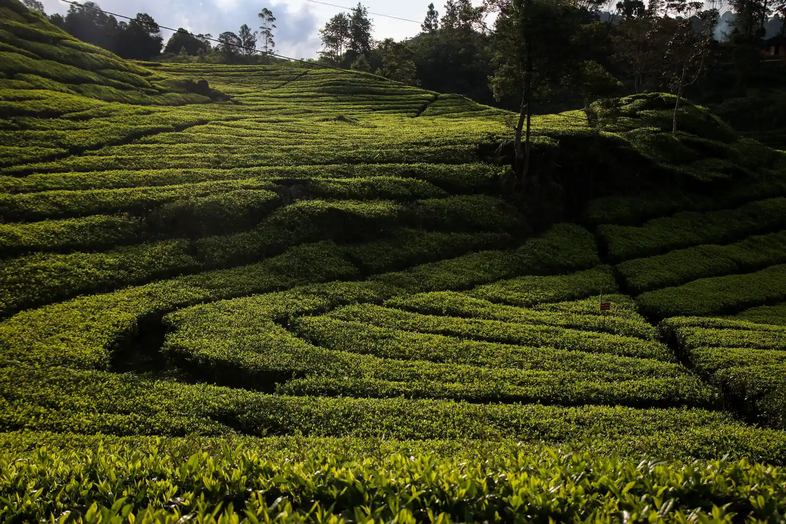 Ladang teh berundak