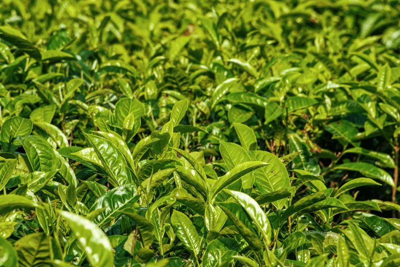 Daun teh di kebun